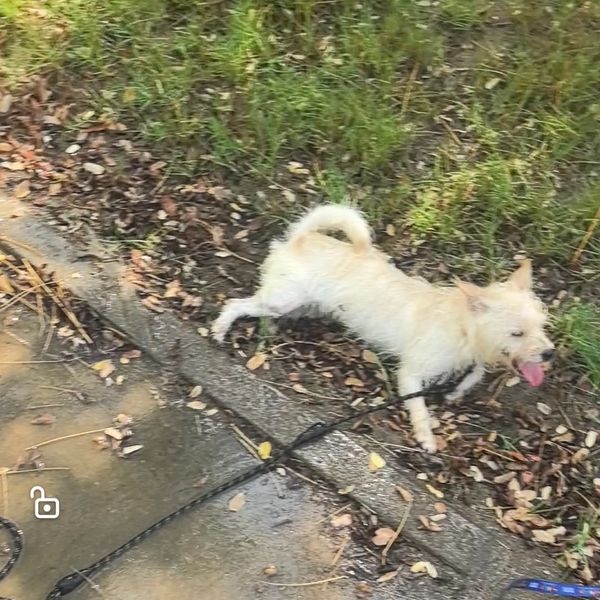 Small dog on a leash lying on ground near grass.