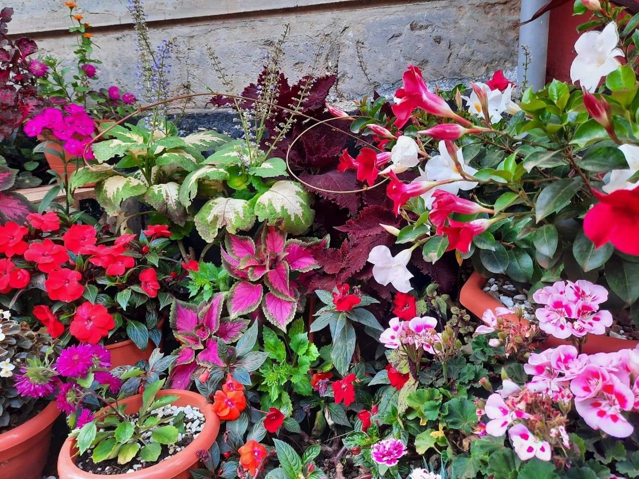 Irish Gardeners