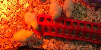 Chicken feeder, brooding chicks, Purina flock raiser