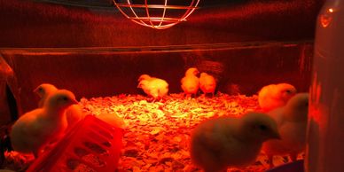 Brooding Chicks 