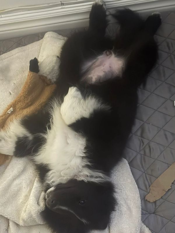 Gratouille de bedaine 