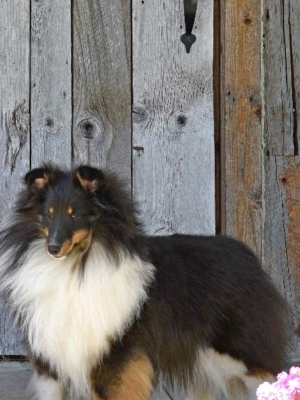 Grand Champion Bronze Sweetedel MacKenzy of Mazory 