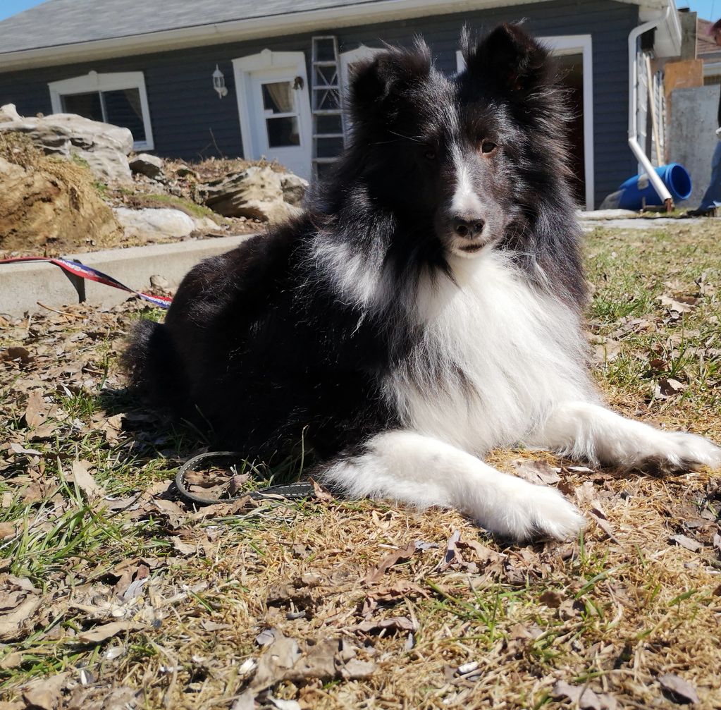 Black and white Shetland Sheepdog lying on grass outside a house.