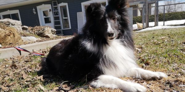 Shetland couché dans la pelouse 