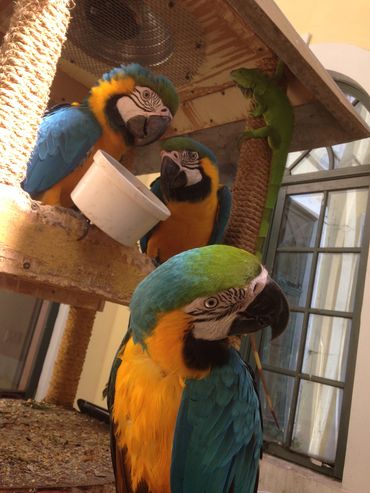 Parrots Socializing