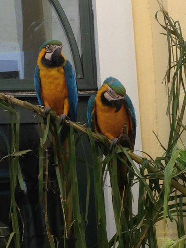 Parrots enjoying nature.