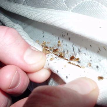 Waco Bed Bugs