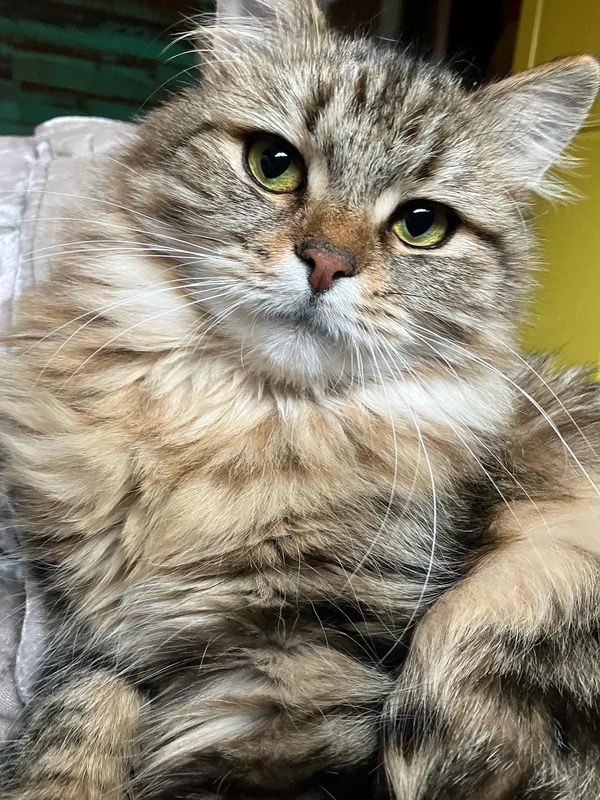 Close-up of a fluffy tabby cat with green eyes.