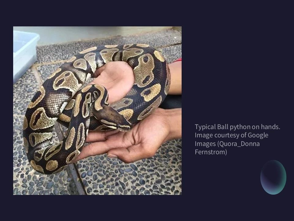 Ball Python as a Pet?
