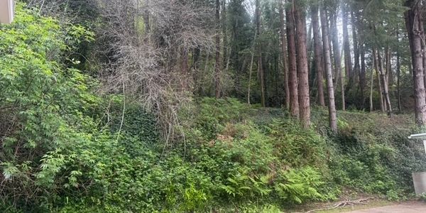 A dense forest area with various trees and green shrubs.