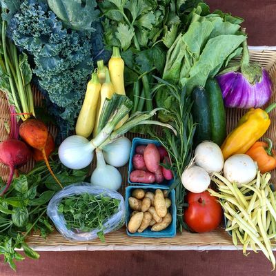 Sample summer CSA share- all the summer bounty!