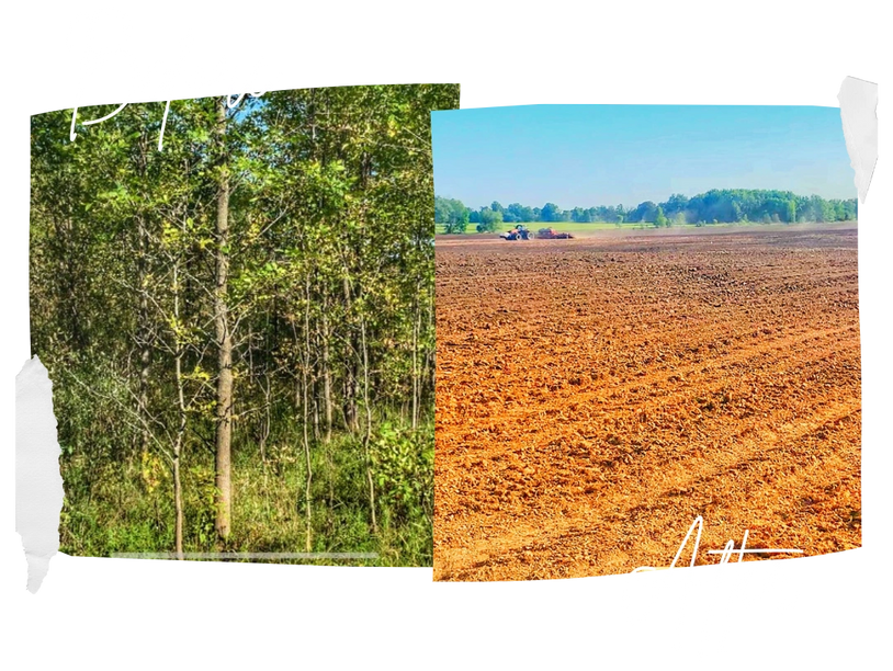 Land shown before and after land management in place - forest completely overgrown vs. a farm field