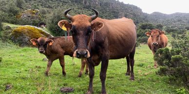 ganadería andina, Refugio Mayaccta, carne Angus Andino, bienestar animal, agroganadería.