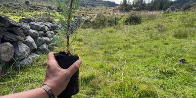 forestación, reforestación, conservación ambiental, bosques andinos, sostenibilidad