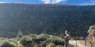 avistamiento de aves, aves andinas, birdwatching, Refugio Mayaccta, biodiversidad, conservación.