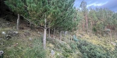 cambio climatico, bosques andinos, biodiversidad, protección forestal, sostenibilidad.