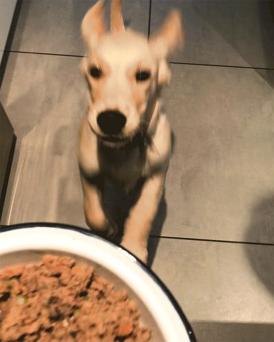 Blurred dog eagerly approaching a bowl of food.