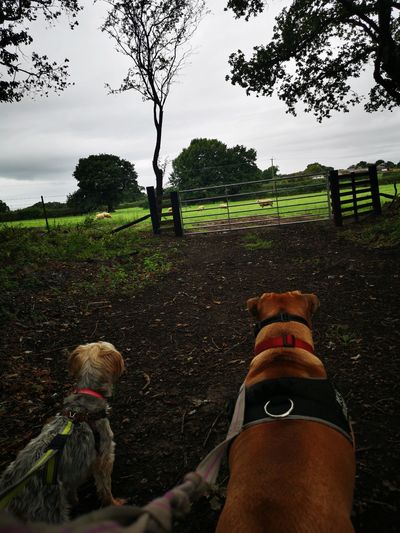 Two dogs on leashes looking at a gate in a countryside setting.