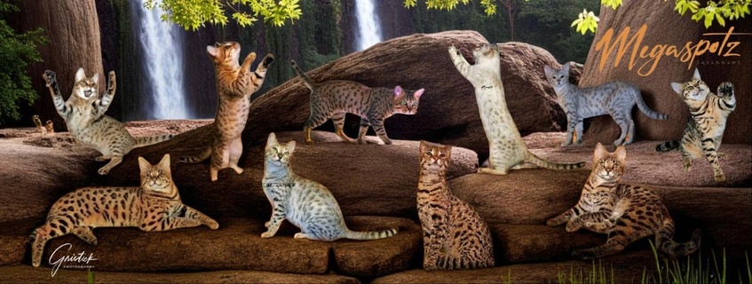megaspotz savannah cats