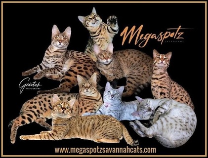 megaspotz savannah cats