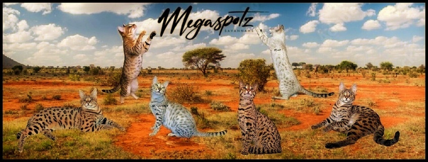 megaspotz savannah cats