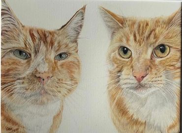 Coloured pencil cat portrait 