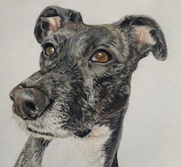 Pet portrait coloured pencil lurcher 