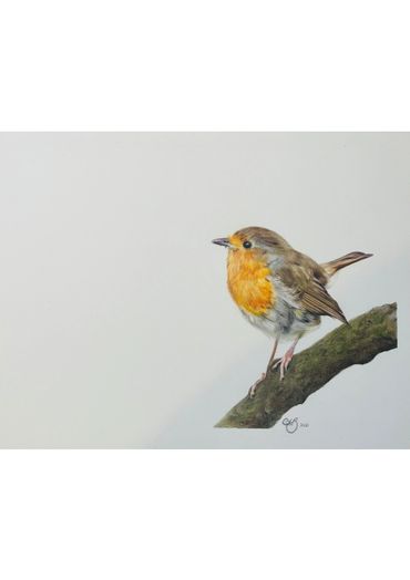 Coloured pencil robin drawing 