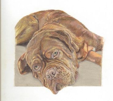 Pet portrait coloured pencil Dogue de Bordeaux 