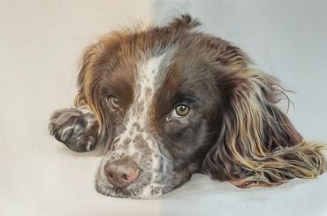 Pet portrait coloured pencil drawing springer spaniel 