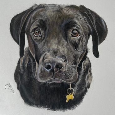 Pet portrait coloured pencil drawing Labrador 