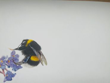 Bee coloured pencil 