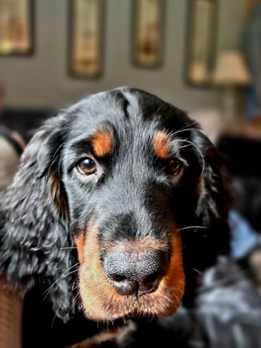 Close-up of a black and tan dog with soulful eyes indoors.