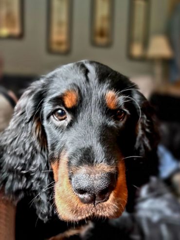 Close-up of a black and tan dog with soulful eyes indoors.