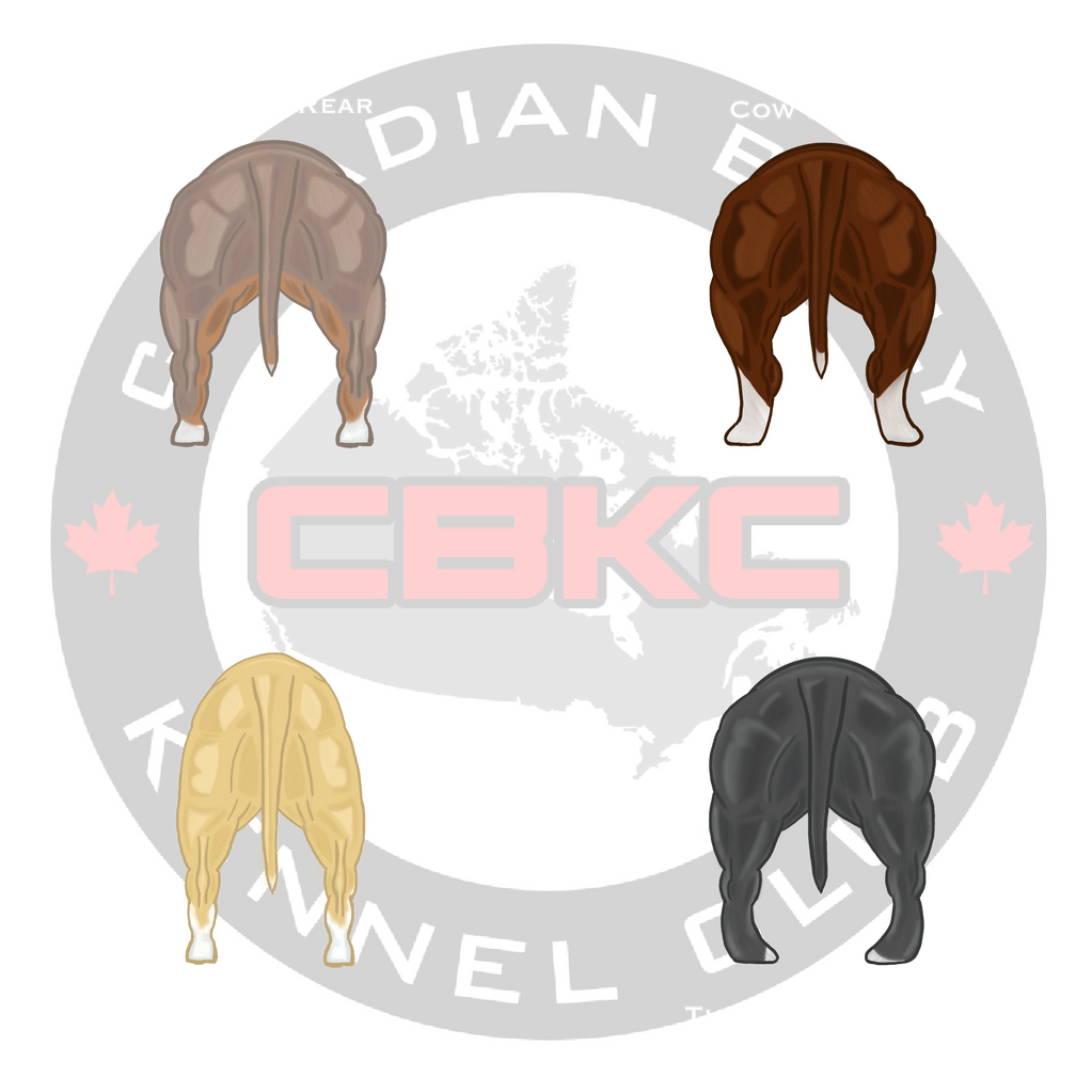 Canadian Bully Kennel Club's 
Rear illustration