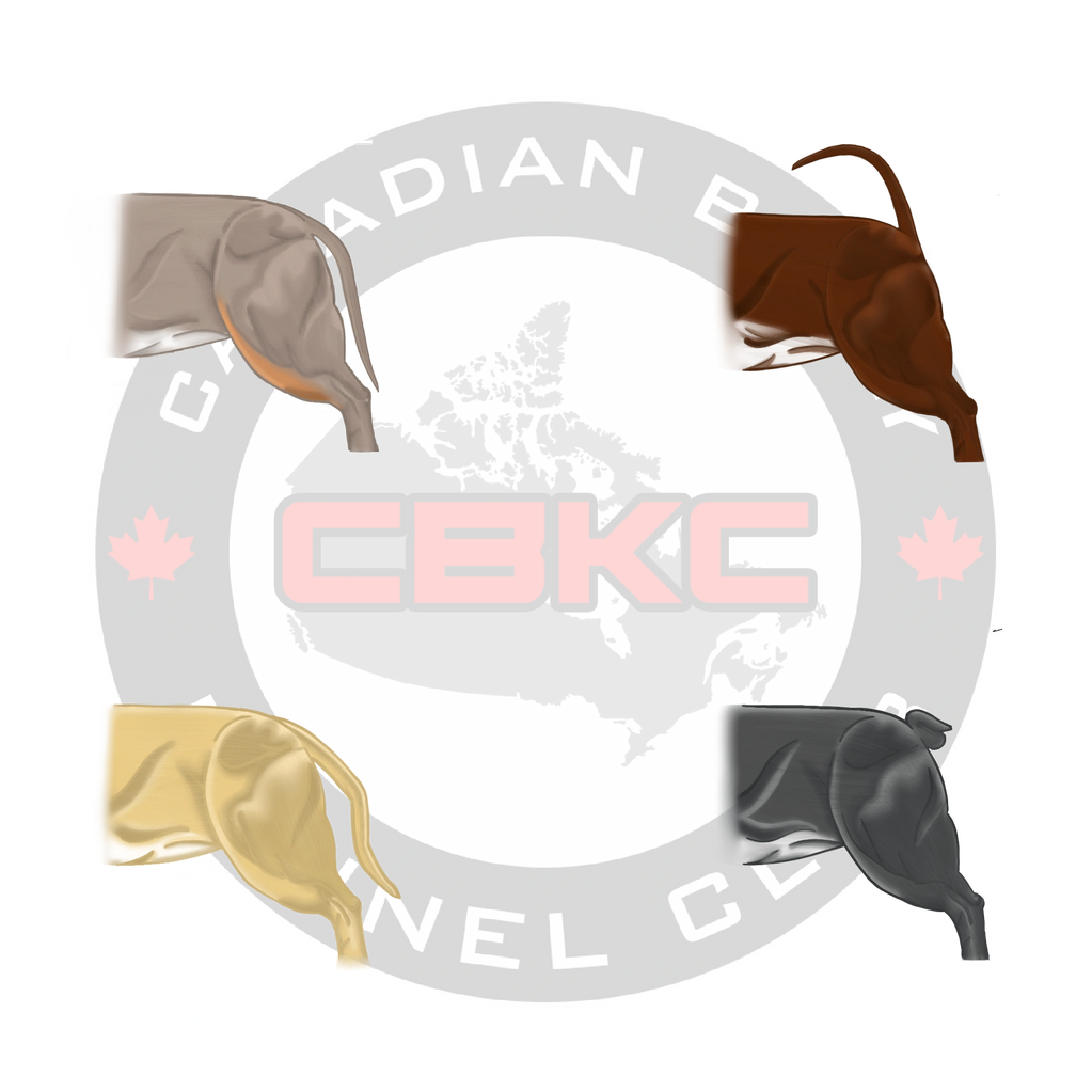 Canadian Bully Kennel Club's 
Tail illustration
