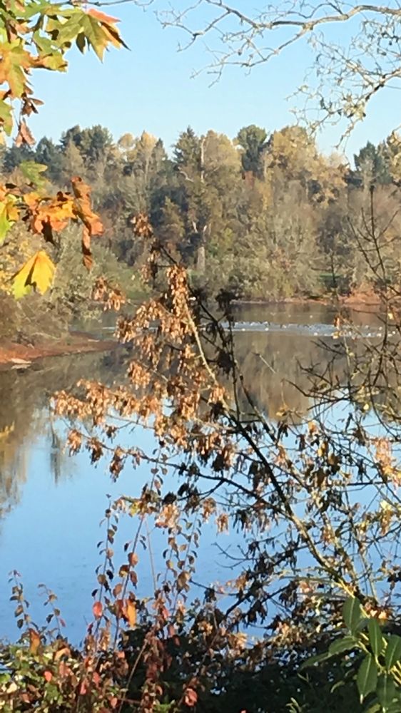 Migratory birds on the lake