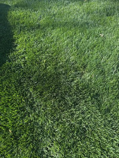 A patch of lush green grass with varying shades and shadows.