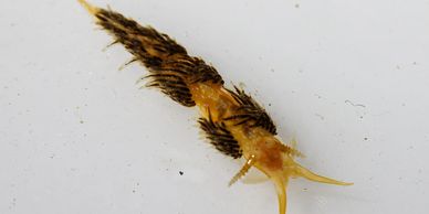 Aeolid Nudibranch