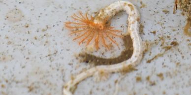 Calcareous tube worm