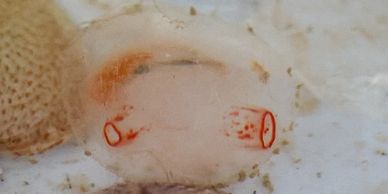 Individual Tunicate