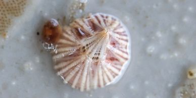 Red-Striped Estuarine Barnacle