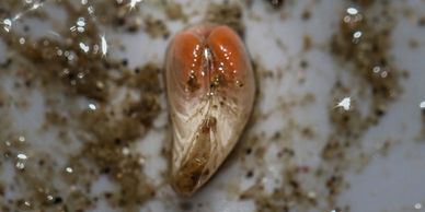 Razor Clam