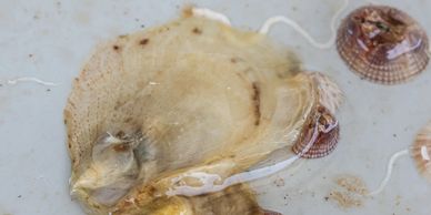 Oyster