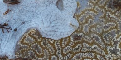 Colonising Tunicate