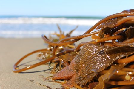 Kelp washed up on the beach at Monterey Bay, California, USA.
