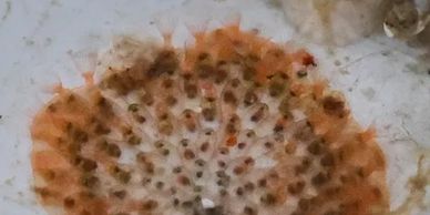 Encrusting Bryozoan Colony with Lophophores extended