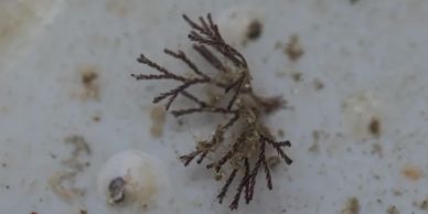 Branching Bryozoan Colony Bugula neritinia