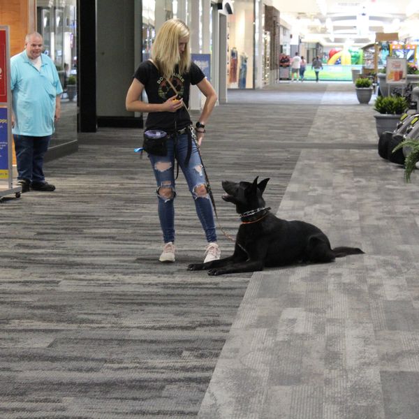 Woman trains a black dog indoors.