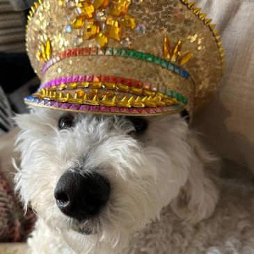 Fluffy white dog wearing a gold sequined and jeweled cap.